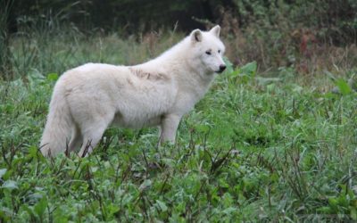 Parc animalier Sainte-Croix